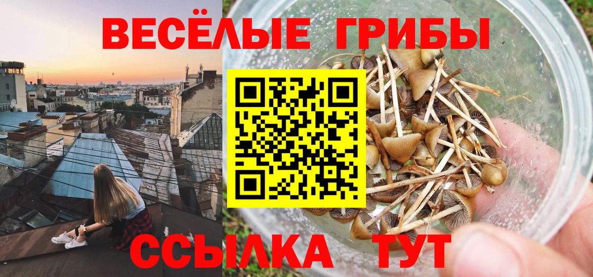 Галлюциногенные грибы Psilocybine cubensis Одинцово